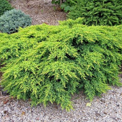 Arany terülő boróka Juniperus chinensis 'Gold Coast'