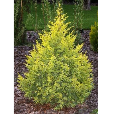 Juniperus chinensis 'Gold Rush' Arany terülő boróka