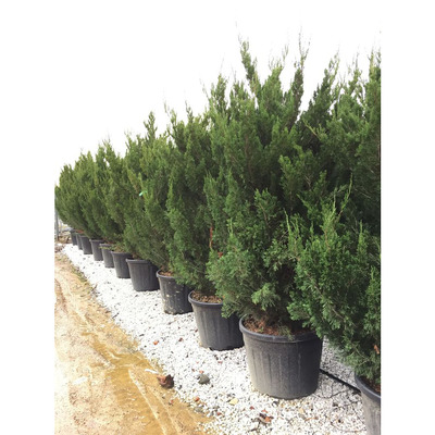 Kínai jegenye boróka Juniperus chinensis 'Keteleeri'