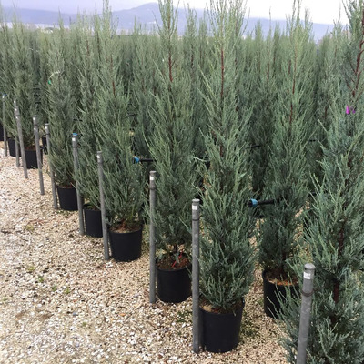 Kínai jegenye boróka Juniperus chinensis 'Keteleeri'