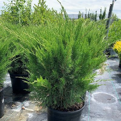 Juniperus chinensis 'Mint Julep' Mentacsepp boróka