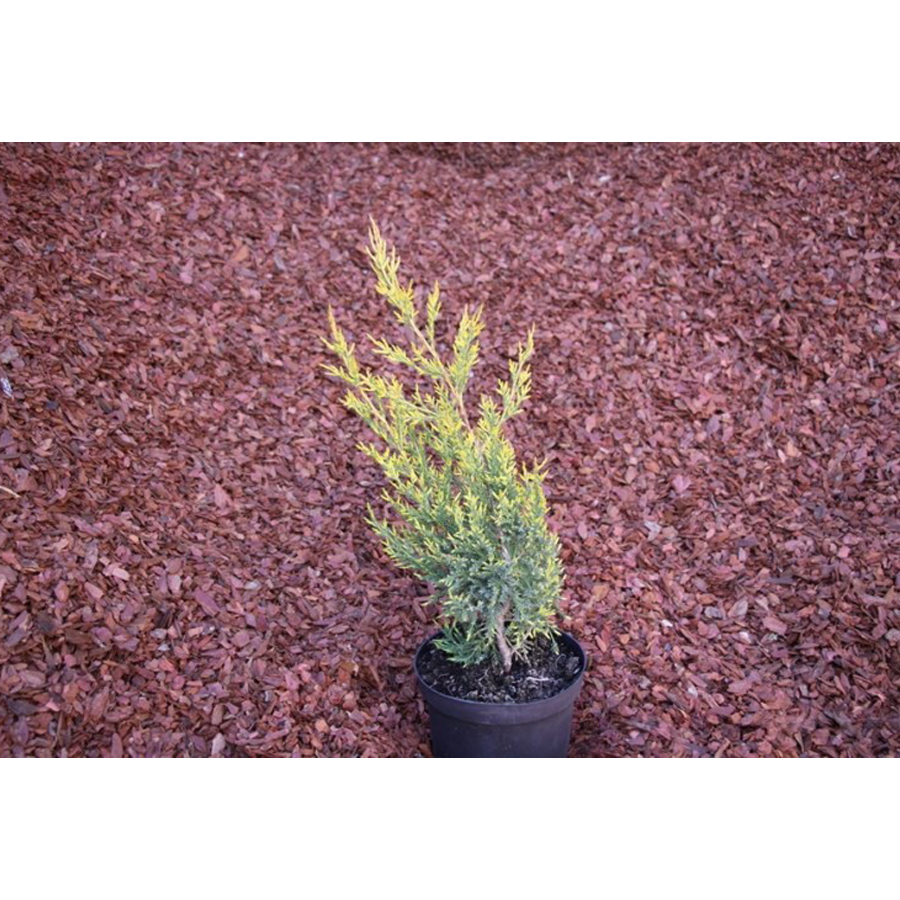 Oszlopos k&iacute;nai bor&oacute;ka Juniperus chinensis 'Misi'