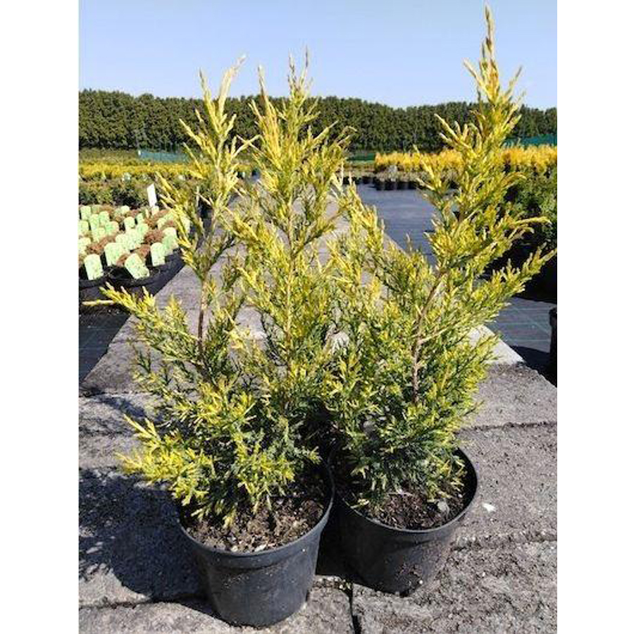 Oszlopos k&iacute;nai bor&oacute;ka Juniperus chinensis 'Misi'