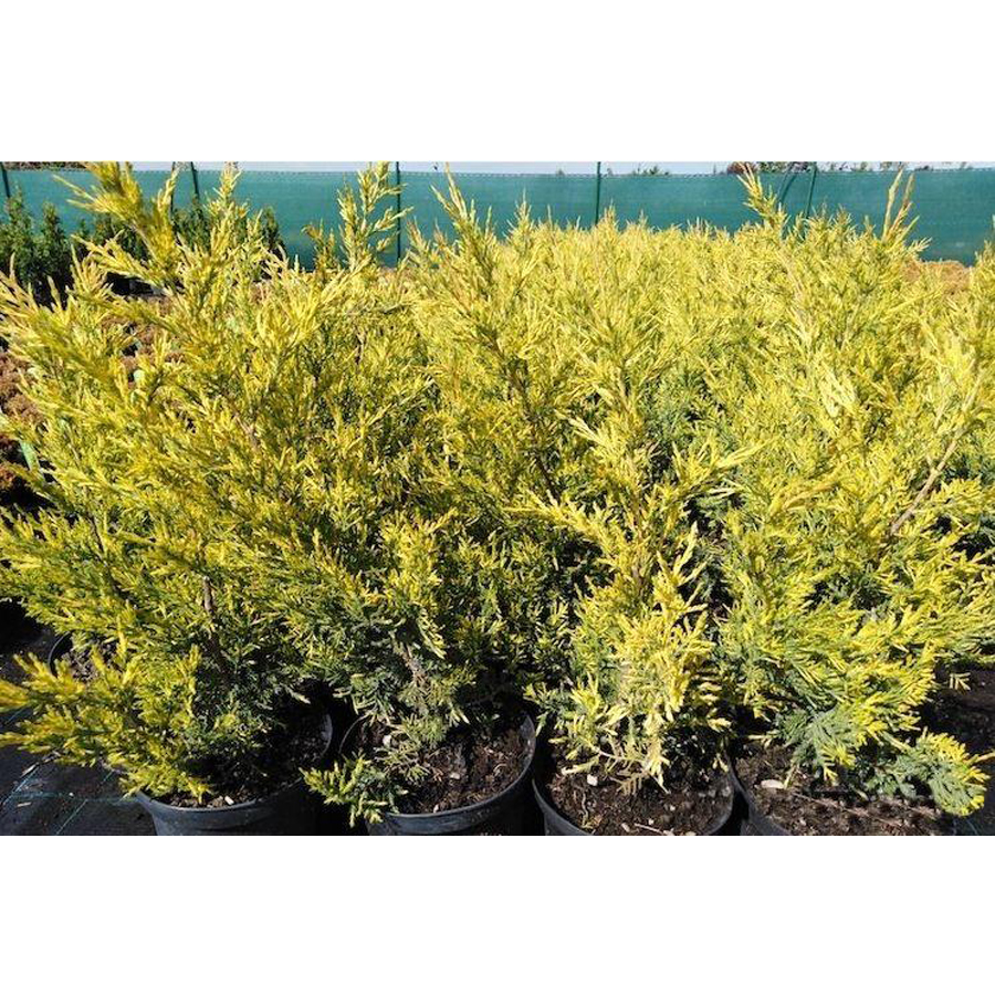 Juniperus chinensis 'Misi' Oszlopos k&iacute;nai bor&oacute;ka