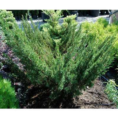 Juniperus chinensis 'Plumosa' Bor&oacute;ka