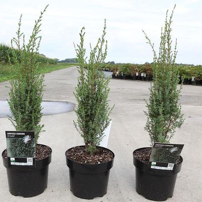 Juniperus communis 'Arnold' Oszlopos boróka