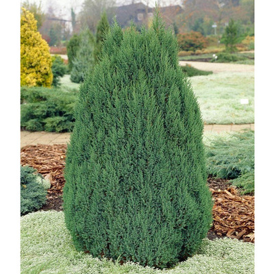 Oszlopos boróka Juniperus communis 'Arnold'