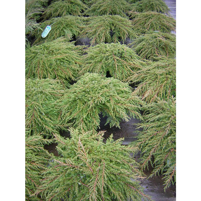 Juniperus communis 'Green Carpet' Terülő boróka