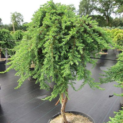Terülő boróka Juniperus communis 'Green Mantle'