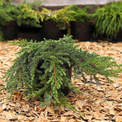 Juniperus communis 'Green Mantle' Terülő boróka