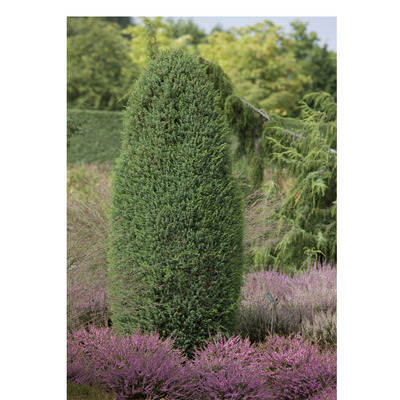 Ír oszlopos boróka Juniperus communis 'Hibernica'