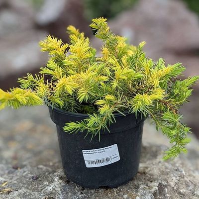 Juniperus conferta 'Allgold' Arany föveny boróka