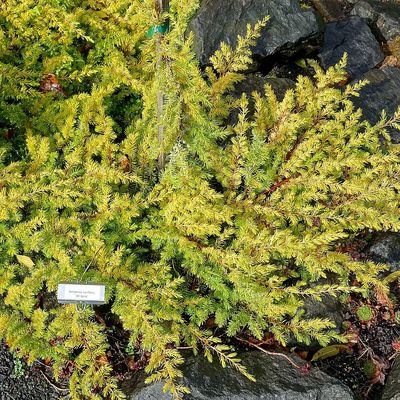 Arany föveny boróka Juniperus conferta 'Allgold'