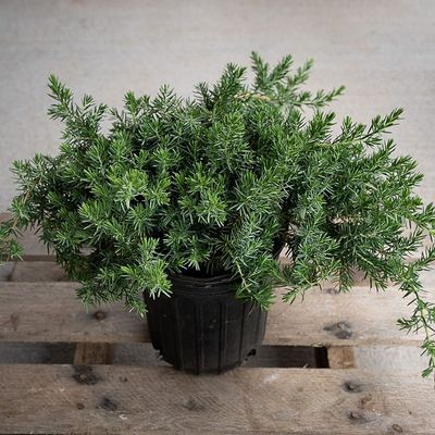 Juniperus conferta 'Blue Pacific' Kék fövenyboróka