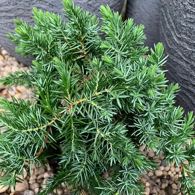 Kék fövenyboróka Juniperus conferta 'Blue Pacific'
