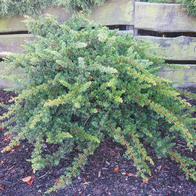 Kék fövenyboróka Juniperus conferta 'Blue Pacific'