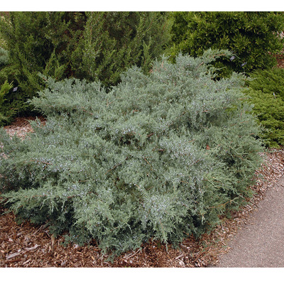 Virginiai boróka Juniperus virginiana 'Grey Owl'