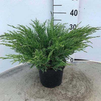 Juniperus horizontalis 'Andorra Compacta' Henye boróka