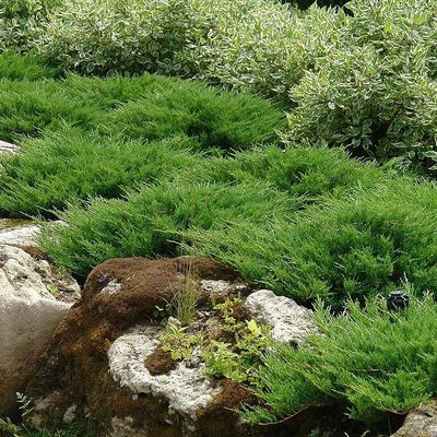 Henye boróka Juniperus horizontalis 'Andorra Compacta'
