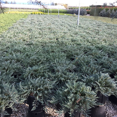 Juniperus horizontalis 'Blue Chip' Kék henye boróka