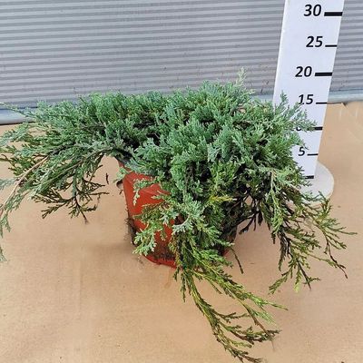 Juniperus horizontalis 'Douglasii' Henye boróka