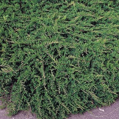 Henye boróka Juniperus horizontalis 'Douglasii'