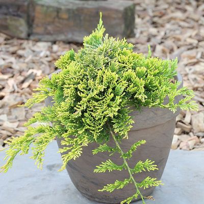 Arany henye boróka Juniperus horizontalis 'Golden Carpet'