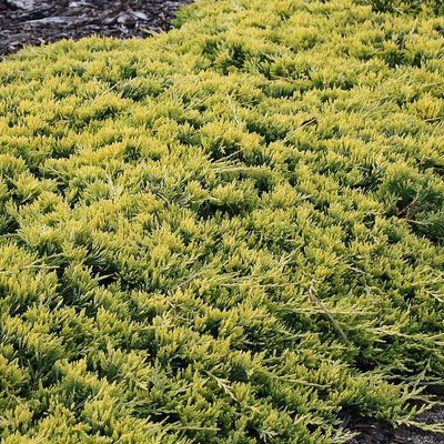 Juniperus horizontalis 'Golden Carpet' Arany henye boróka