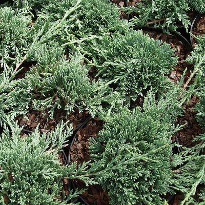 Juniperus horizontalis 'Icee Blue' Henye bor&oacute;ka