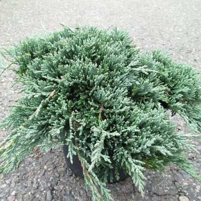Henye bor&oacute;ka Juniperus horizontalis 'Icee Blue'