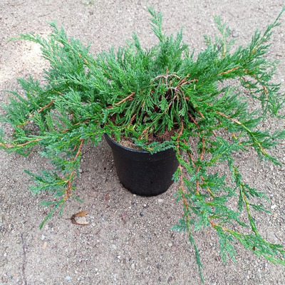 Juniperus horizontalis 'Jade River' Henye boróka