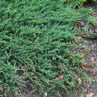 Henye boróka Juniperus horizontalis 'Jade River'