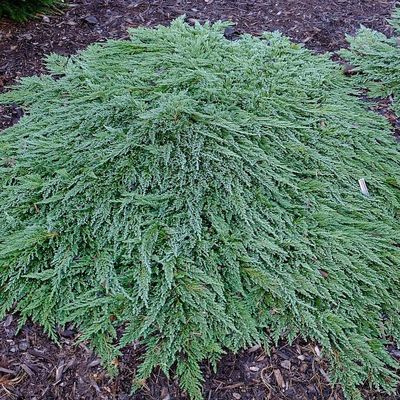 Henye boróka Juniperus horizontalis 'Pancate'