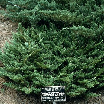 Terülő boróka Juniperus horizontalis 'Prince of Wales'