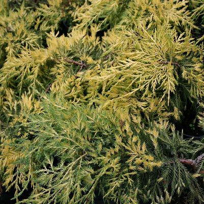 Juniperus media 'King of Spring' Arany ter&uuml;lő bor&oacute;ka