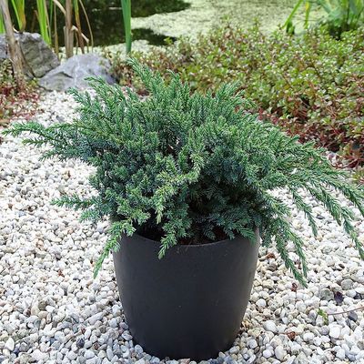 Juniperus squamata 'Little Joanna' T&ouml;rpe ter&uuml;lő bor&oacute;ka