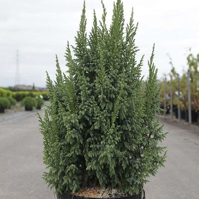 Juniperus pingii 'Loederi' Boróka