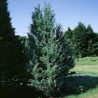 Juniperus scopulorum 'Moonglow' Kék oszlopos oregoni boróka