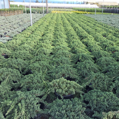 Juniperus procumbens 'Nana' Terülő boróka