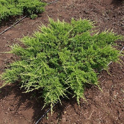 Juniperus sabina 'Rockery Gem' Neh&eacute;zszag&uacute; bor&oacute;ka