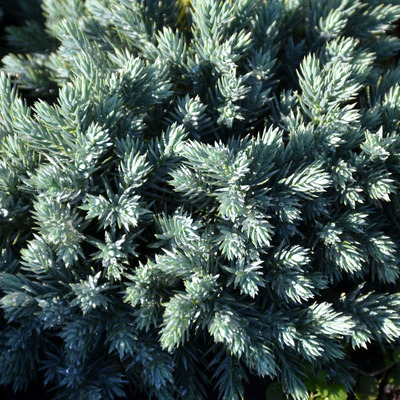 Juniperus squamata 'Blue Star' Himalájai kék terülő boróka