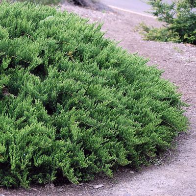 Juniperus sabina 'Tamariscifolia' Nehézszagú boróka