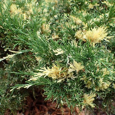 Juniperus sabina 'Variegata' Tarka neh&eacute;zszag&uacute; bor&oacute;ka
