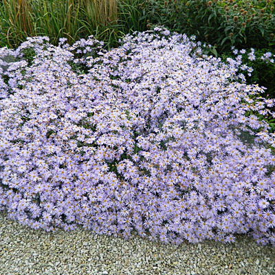 Kalimeris incisa 'Blue Star' Tarka kalimerisz