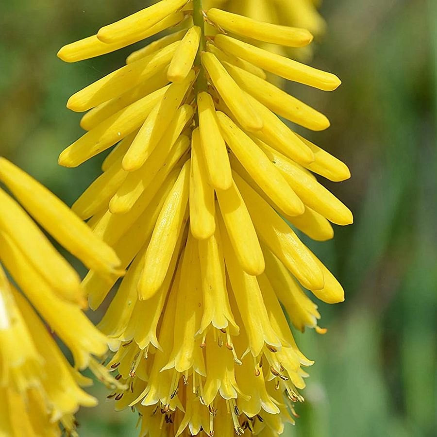Kniphofia 'Lemon Popsicle' F&aacute;klyaliliom