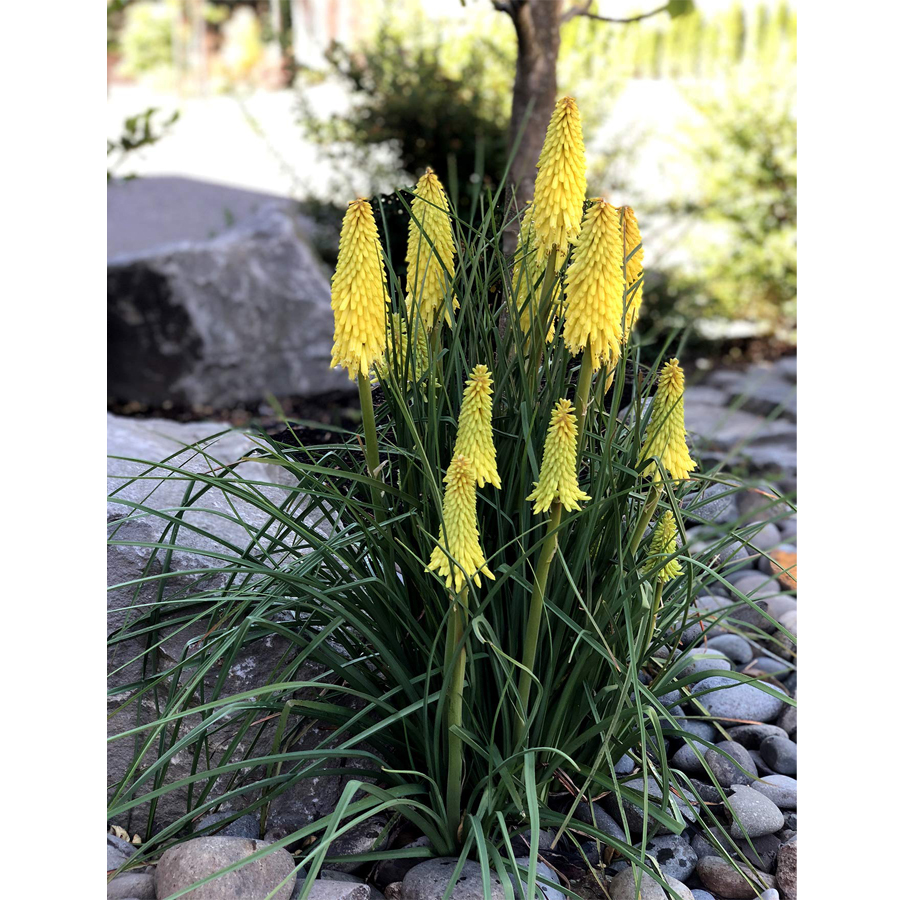 F&aacute;klyaliliom Kniphofia 'Lemon Popsicle'