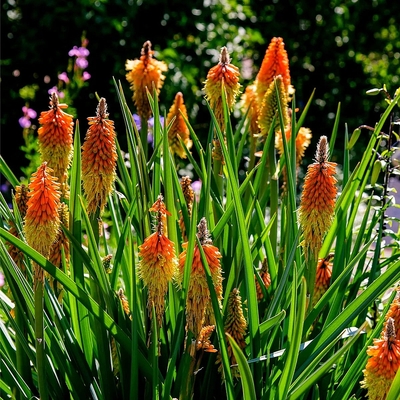 Kniphofia uvaria Fáklyaliliom