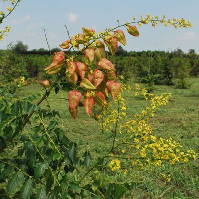 Csörgőfa Koelreuteria paniculata