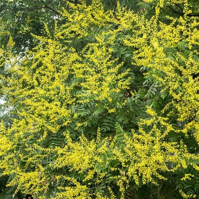 Csörgőfa Koelreuteria paniculata