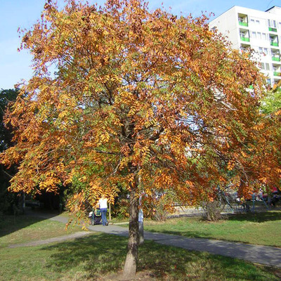 Csörgőfa Koelreuteria paniculata